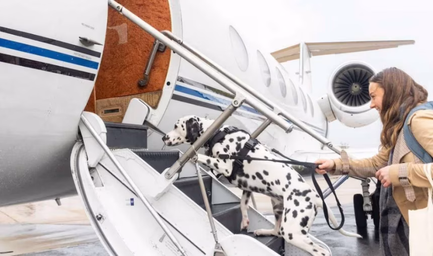 K9 Jets: Soukromé lety pro vás a vaše mazlíčky - foto 1 | brand photo