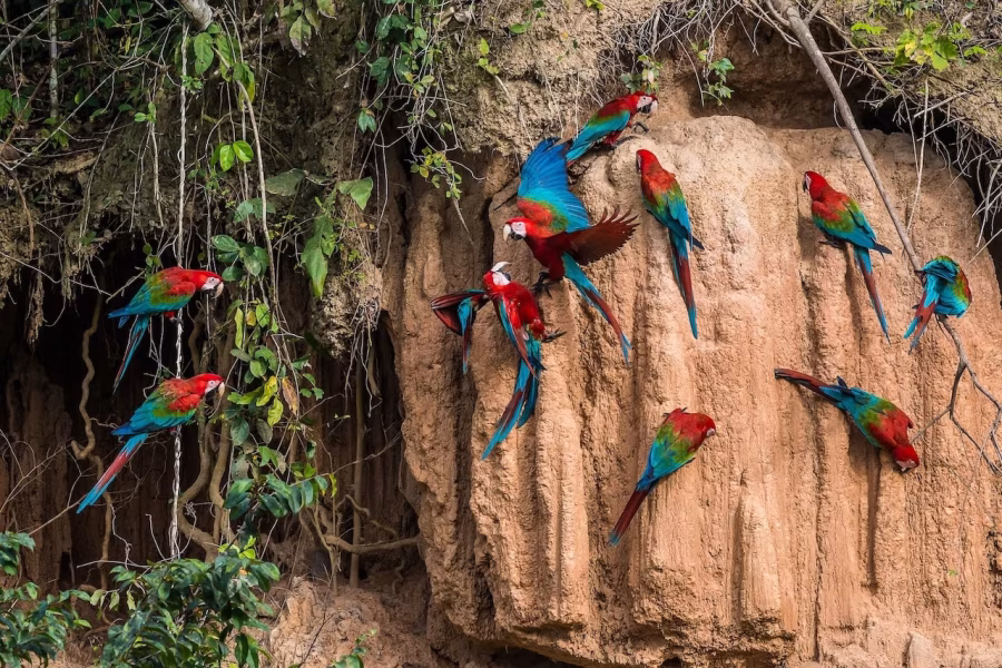 Cesta do srdce Amazonie: Nový &Beyond Amazon Explorer vyráží na svou první plavbu v prosinci 2026 - fotografie 5