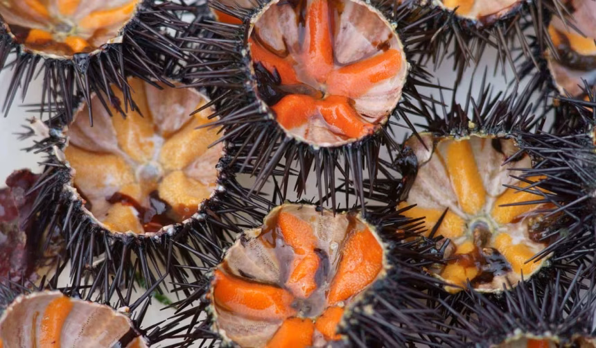 Mořské plody, jak je neznáte: ochutnejte to nejzajímavější z hlubin oceánu - foto 2 | brand photo