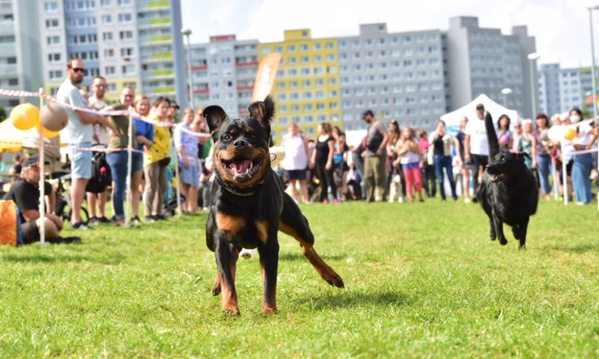 10. ročník Psí den s Prahou 13 – fotografie 5