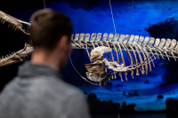 Mosasaur