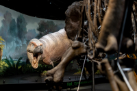 T-rex