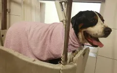 Dopřejte vašemu psovi to nejlepší, navštivte s ním Dog Wellness!  - foto 5 | brand photo