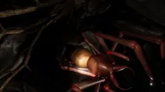 Arachnoid VR: Virtuální dobrodružství pro silné povahy  - foto 1 | brand photo