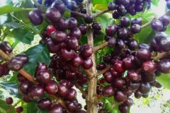 Ponořte se do aroma limitované edice kávy Master Origin Costa Rica od Nespressa  - foto 3 | brand photo