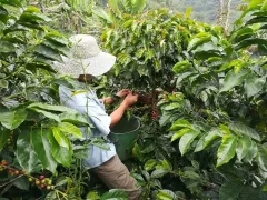 Ponořte se do aroma limitované edice kávy Master Origin Costa Rica od Nespressa  - foto 2 | brand photo