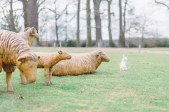 Mcelské sváteční Velikonoce  - foto 4 | brand photo