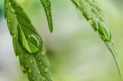 Cannabis