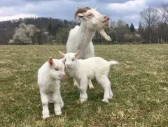 Jak chránit svoji pokožku a pečovat o microbiom kůže s českou kozí Kosmetikou Capri - foto 2 | brand photo
