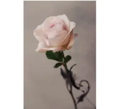 Vyberte si krásné květiny k Valentýnu pro svou drahou polovičku - foto 3 | brand photo