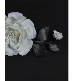 Zdobí interiéry vozů i nádvoří v Goodwoodu – růže Phantom Rose byla vyvíjena 8 let - foto 3 | brand photo