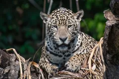 CARTIER SE PŘIPOJUJE K ORGANIZACI THE LION’S SHARE FUND - foto 1 | brand photo