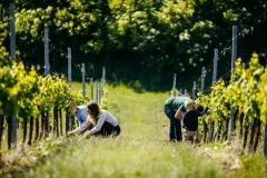 Jakub Zborovský, vinař ve Vinařství Syfany - foto 2 | brand photo