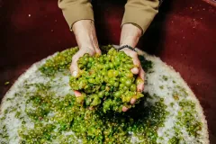 Jakub Zborovský, vinař ve Vinařství Syfany - foto 3 | brand photo