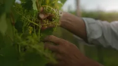 Jak chutná Víno Loigi? To nám poví majitel Vladimír Lojda - foto 3 | brand photo