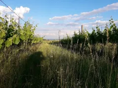 Jak chutná Víno Loigi? To nám poví majitel Vladimír Lojda - foto 4 | brand photo