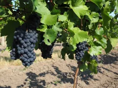 O kvalitním víně s majitelem vinařství Vajbar panem Bronislavem Vajbarem - foto 5 | brand photo