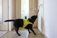 Pomocné tlapky slaví 20 let činnosti a 244 předaných psů - foto 2 | brand photo