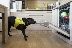 Pomocné tlapky slaví 20 let činnosti a 244 předaných psů - foto 3 | brand photo