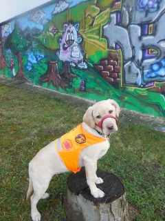 Pomocné tlapky slaví 20 let činnosti a 244 předaných psů - foto 4 | brand photo