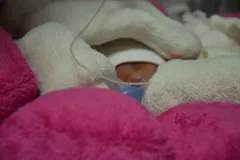 Předčasně narozené děti sílí spánkem Díky Pampers Preemies - foto 1 | brand photo