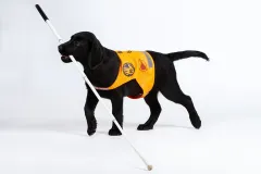 Jak vychovávají psy Pomocné tlapky? - foto 3 | brand photo