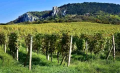 O lásce a chuti vín se Zdeňkem Peřinou - foto 1 | brand photo