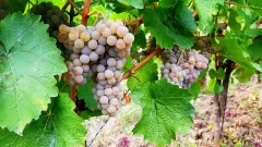 O víně z Vinařství Mikulášek se zakladatelem Jakubem Mikuláškem - foto 4 | brand photo