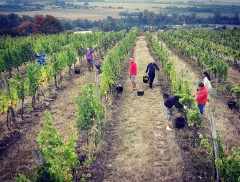 O víně z Vinařství Mikulášek se zakladatelem Jakubem Mikuláškem - foto 5 | brand photo