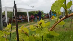 O víně z Vinařství Mikulášek se zakladatelem Jakubem Mikuláškem - foto 6 | brand photo