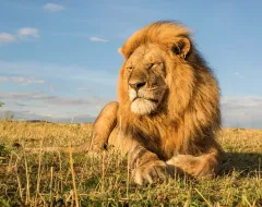 TIFFANY & CO. SVOU KOLEKCÍ PŘISPĚLO JIŽ $10.000.000 NA OHROŽENÁ ZVÍŘATA - foto 1 | brand photo