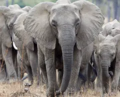 TIFFANY & CO. SVOU KOLEKCÍ PŘISPĚLO JIŽ $10.000.000 NA OHROŽENÁ ZVÍŘATA - foto 3 | brand photo