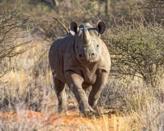 TIFFANY & CO. SVOU KOLEKCÍ PŘISPĚLO JIŽ $10.000.000 NA OHROŽENÁ ZVÍŘATA - foto 4 | brand photo