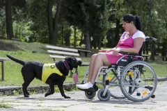 Jak vypadá střední škola pro asistenční psy u Pomocných Tlapek - foto 1 | brand photo