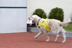 Jak vypadá střední škola pro asistenční psy u Pomocných Tlapek - foto 3 | brand photo