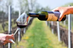 O nezapomenutelné chuti vín s Miroslavou Ježkovou - foto 4 | brand photo