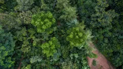 Nespresso se připojuje k výsadbě 10 milionů stromů V ČESKÉ REPUBLICE - foto 2 | brand photo