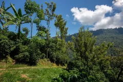 Nespresso se připojuje k výsadbě 10 milionů stromů V ČESKÉ REPUBLICE - foto 4 | brand photo