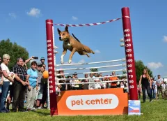 Jak probíhal Psí den s Prahou 13? - foto 4 | brand photo