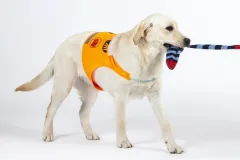 Pomocné tlapky: čtyřnozí asistenti jsou v ČR již 21 let - foto 1 | brand photo