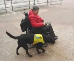 Pomocné tlapky: čtyřnozí asistenti jsou v ČR již 21 let - foto 2 | brand photo