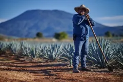 Moët Hennessy uvedla na trh novinku, tequilu Volcan De Mi Tierra Blanco - foto 2 | brand photo