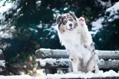 Co nás čeká při výchově psů s Klárou Groulíkovou - foto 4 | brand photo