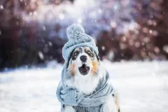 Co nás čeká při výchově psů s Klárou Groulíkovou - foto 5 | brand photo