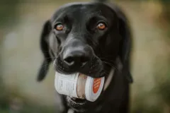 Grub zajišťuje zdravý kolagen ve výživě pro domácí zvířata - foto 1 | brand photo