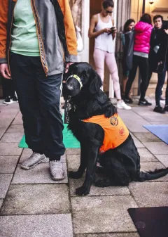 Pomocné tlapky slaví 23 let činnosti a 275 předaných psů - foto 4 | brand photo