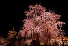 Dechberoucí období květů sakury v Kyotu: Zažijte nezapomenutelnou krásu v hotelu Seiryu Kyoto Kiyomizu - foto 2 | brand photo