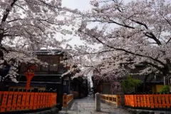 Dechberoucí období květů sakury v Kyotu: Zažijte nezapomenutelnou krásu v hotelu Seiryu Kyoto Kiyomizu - foto 3 | brand photo