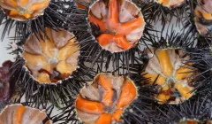 Mořské plody, jak je neznáte: ochutnejte to nejzajímavější z hlubin oceánu - foto 2 | brand photo