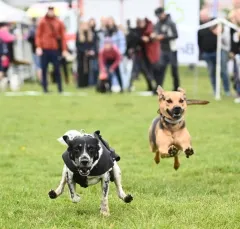 8. ročník Psího dne s Prahou 13 - foto 8 | brand photo